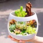 Terrarium 10 Cây Sen Đá