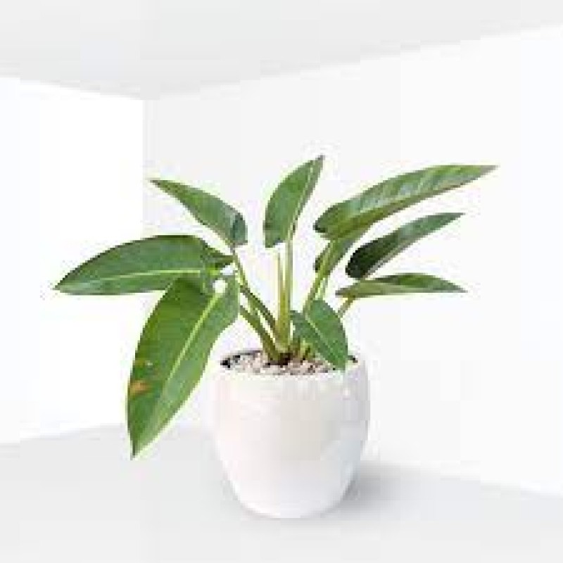 Cây Trầu Bà Đế Vương Xanh