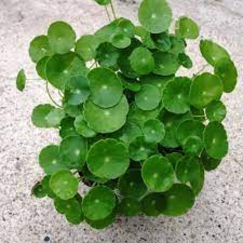 Cây Vạn Lộc