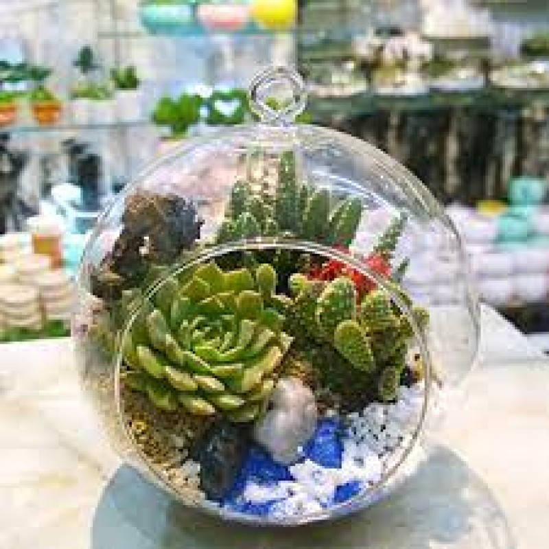 Terrarium 10 Cây Sen Đá