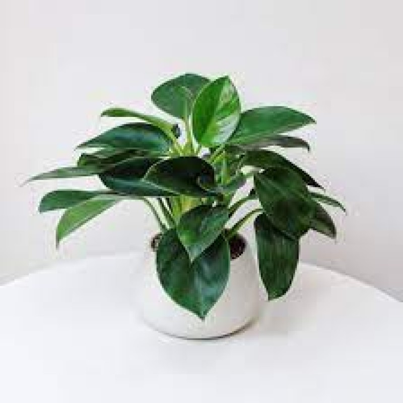 Cây Trầu Bà Đế Vương Xanh