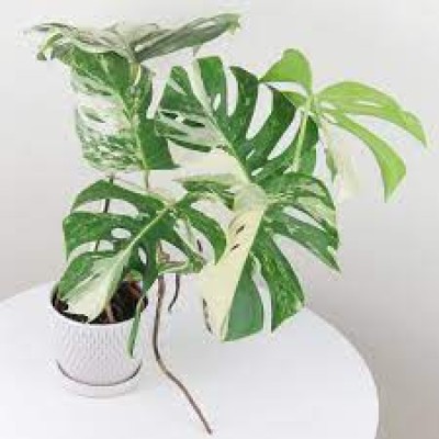 Cây Monstera