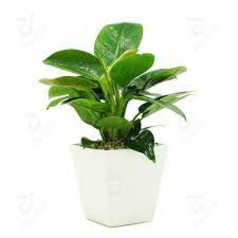 Cây Trầu Bà Đế Vương Xanh
