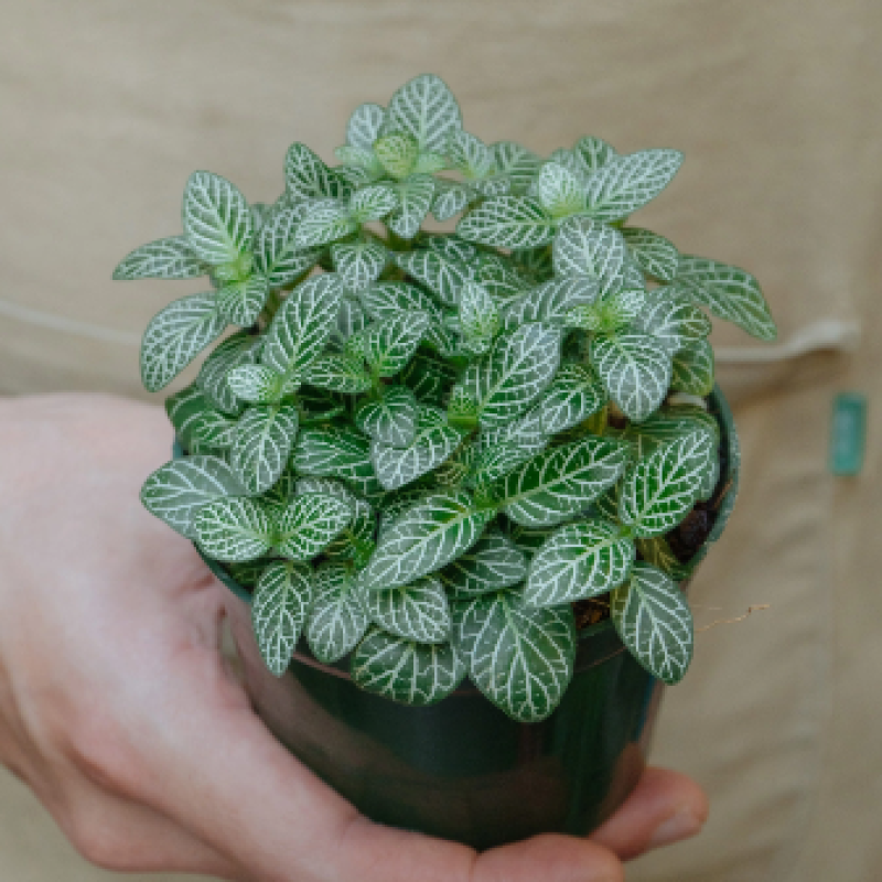 Cây Cẩm Nhung Fittonia