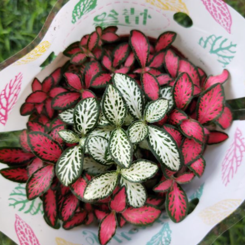 Cây Cẩm Nhung Fittonia