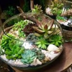 Terrarium 10 Cây Sen Đá