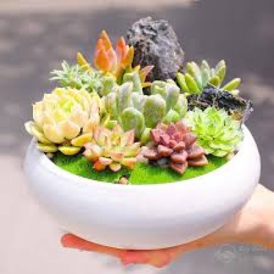 Terrarium 10 Cây Sen Đá