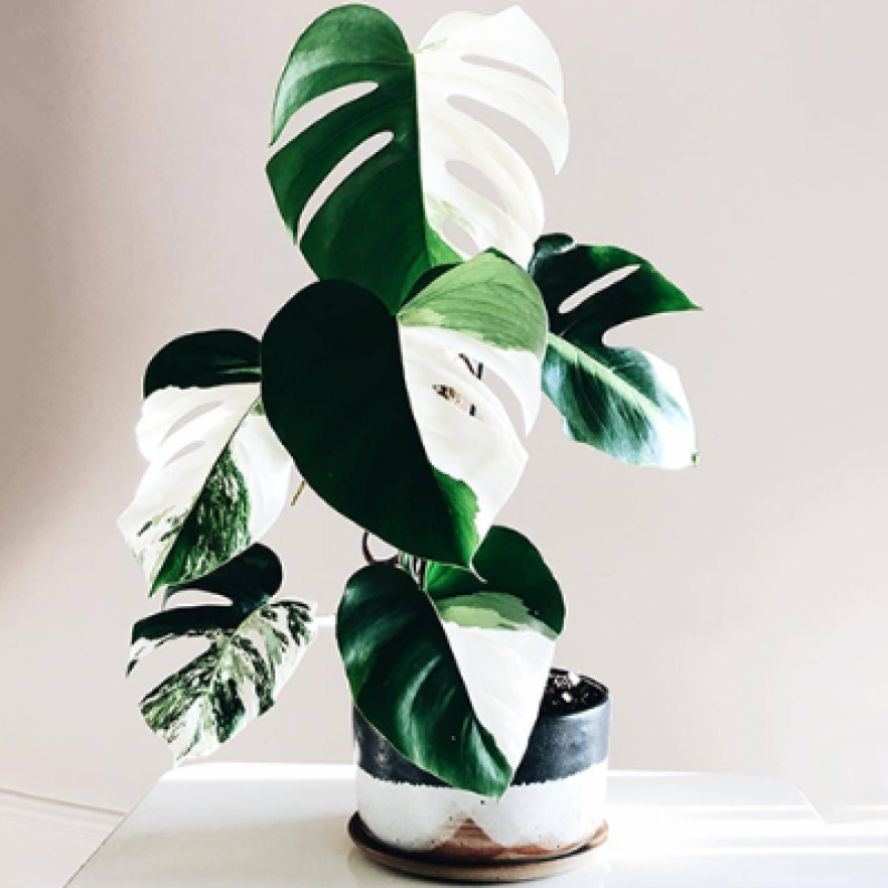 Cây Monstera Albo