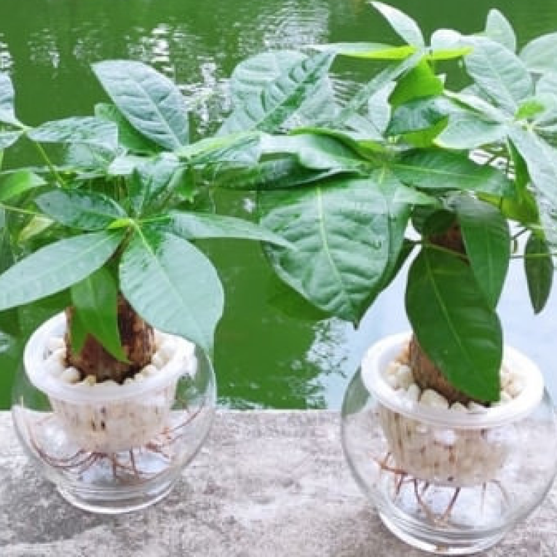 Cây Kim Ngân Củ To
