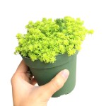 Sedum Dạ Quang