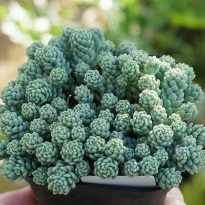 Sedum Hoa Hồng