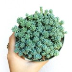 Sedum Hoa Hồng