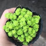 Sedum Dạ Quang