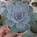 Cây Sen Đá Đất Trắng