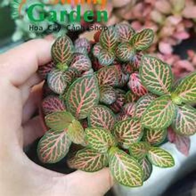 Cây Cẩm Nhung Fittonia